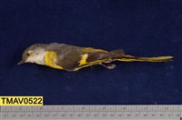 藏品(灰喉山椒鳥)的圖片